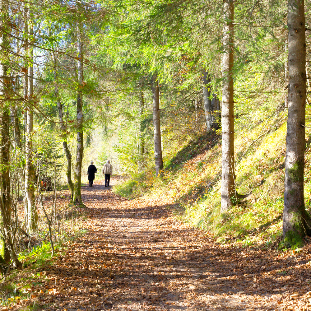 Walking through a forest